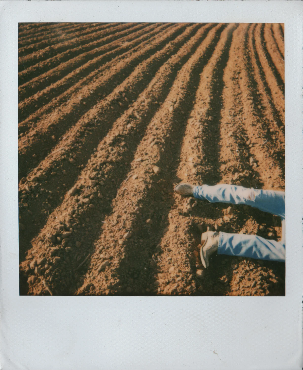 It was a lovely crop that year