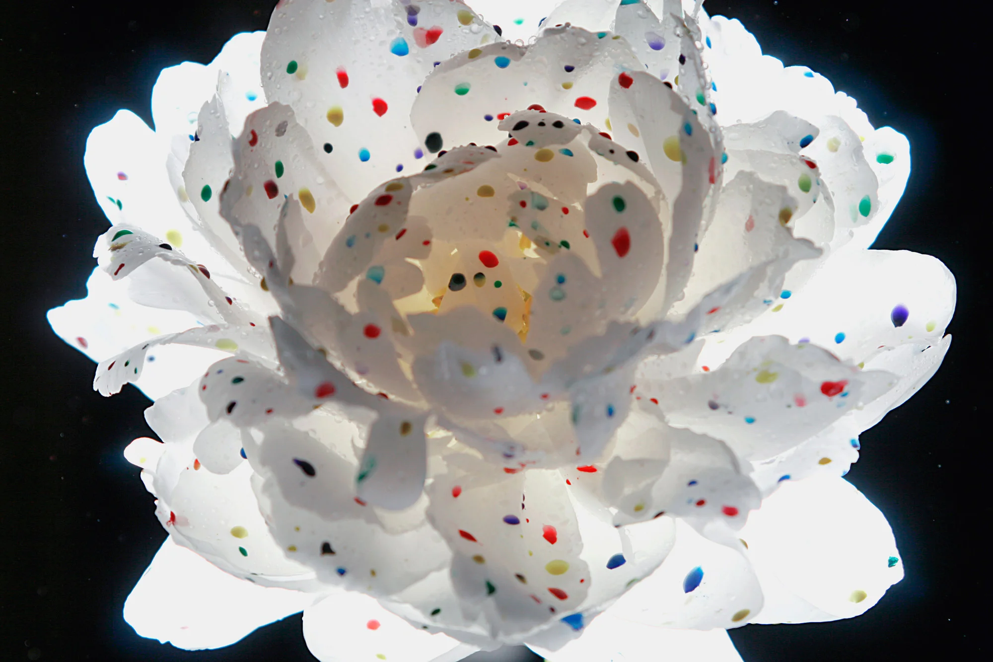 Peony party