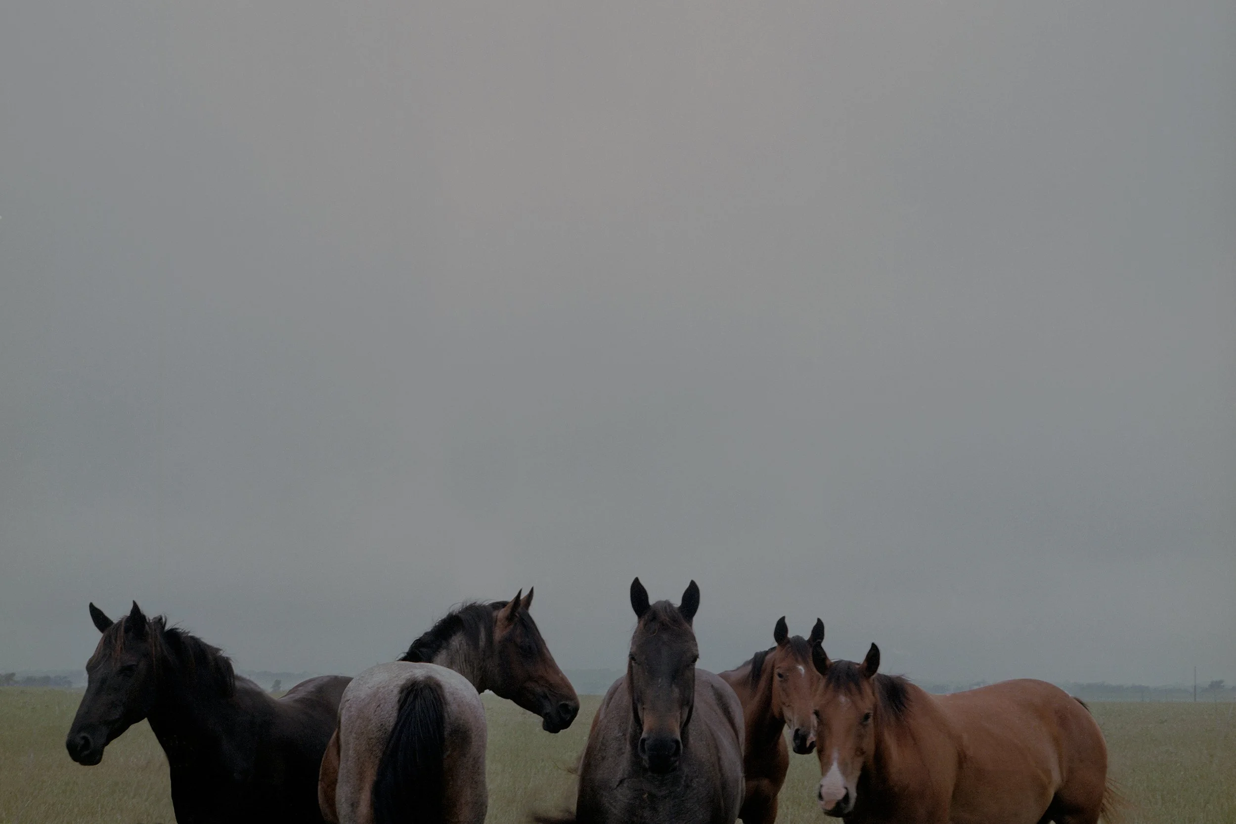 Horses fade