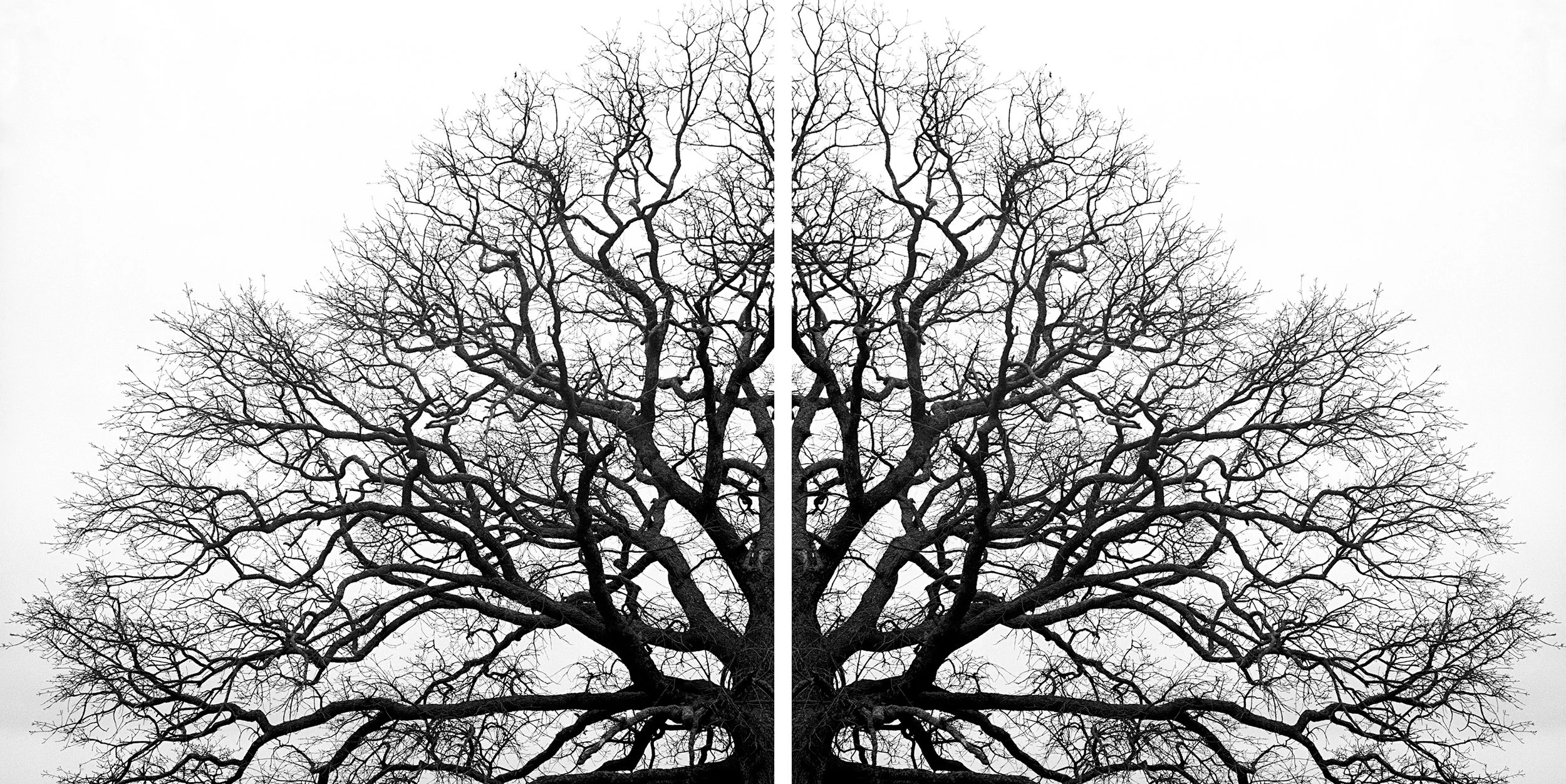 Her blackjack tree