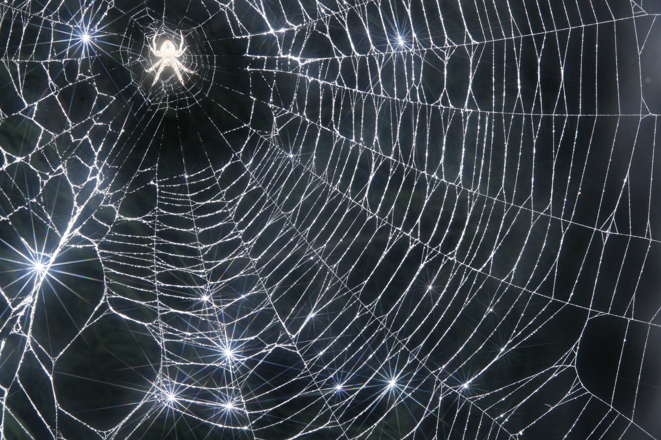 Grandmother Spider