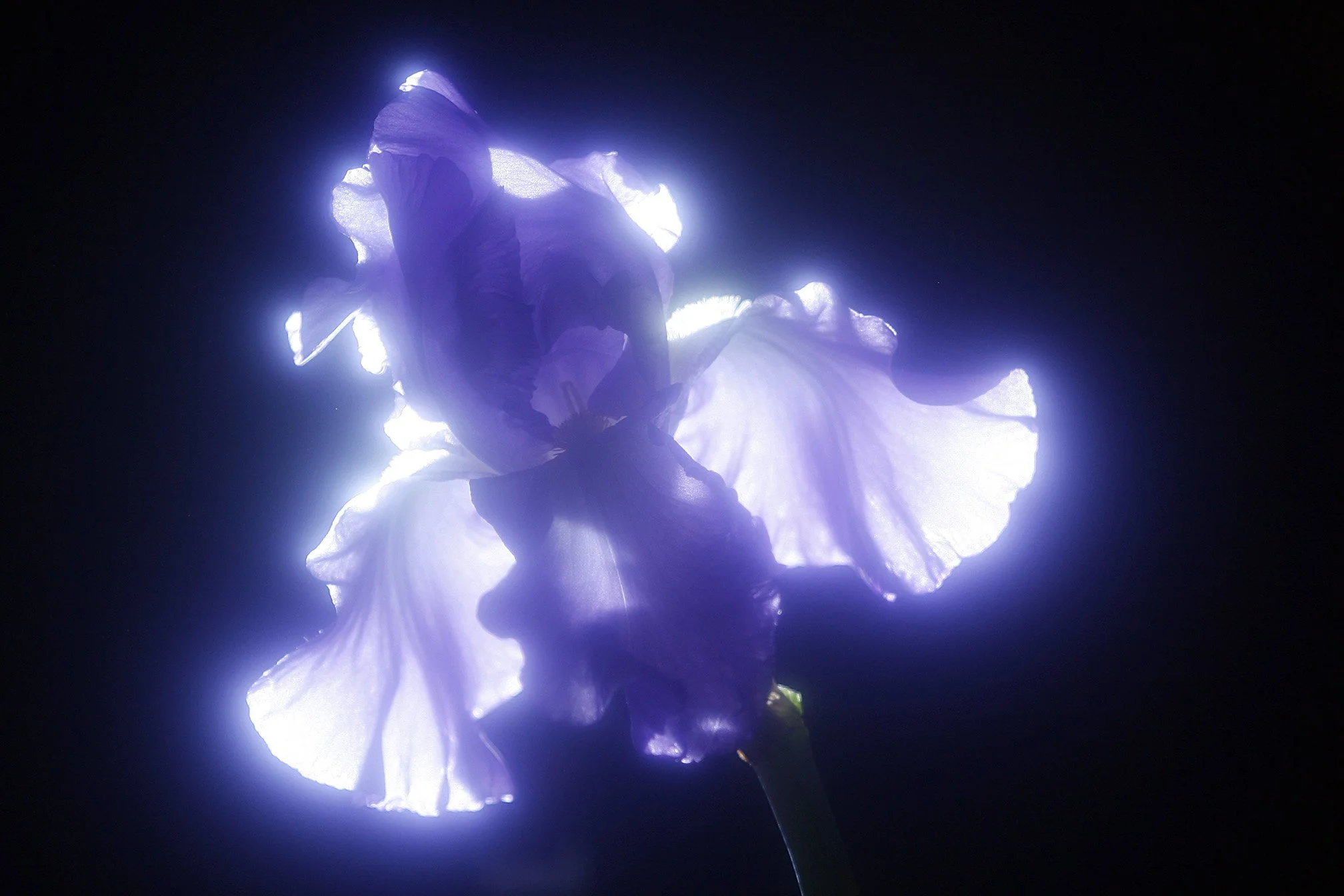 Neon iris