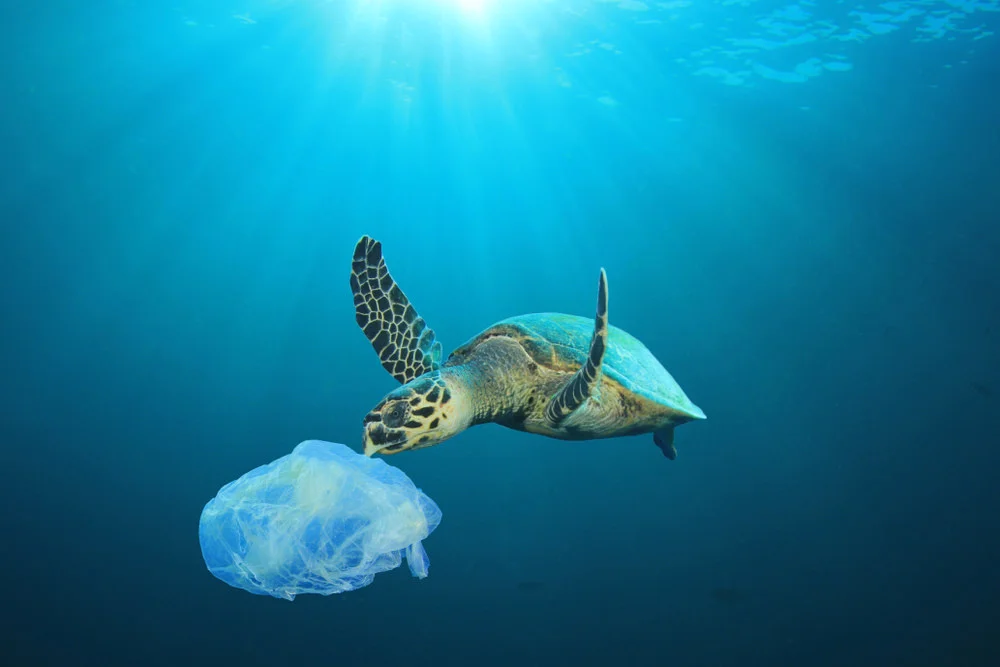 moessence.com-war-on-plastic-branding-for-bamboo-and-coconuts-sea-turtle-plastic-bag.jpg