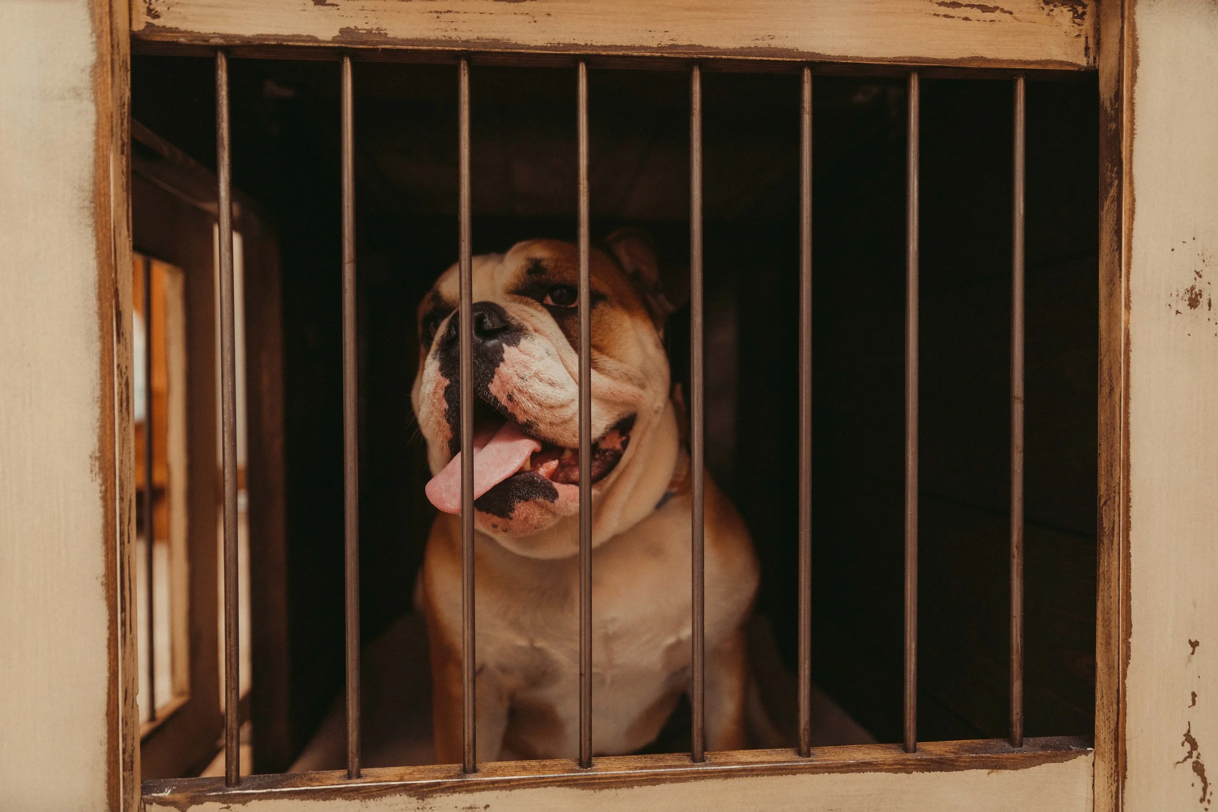 dog crate for 2 dogs