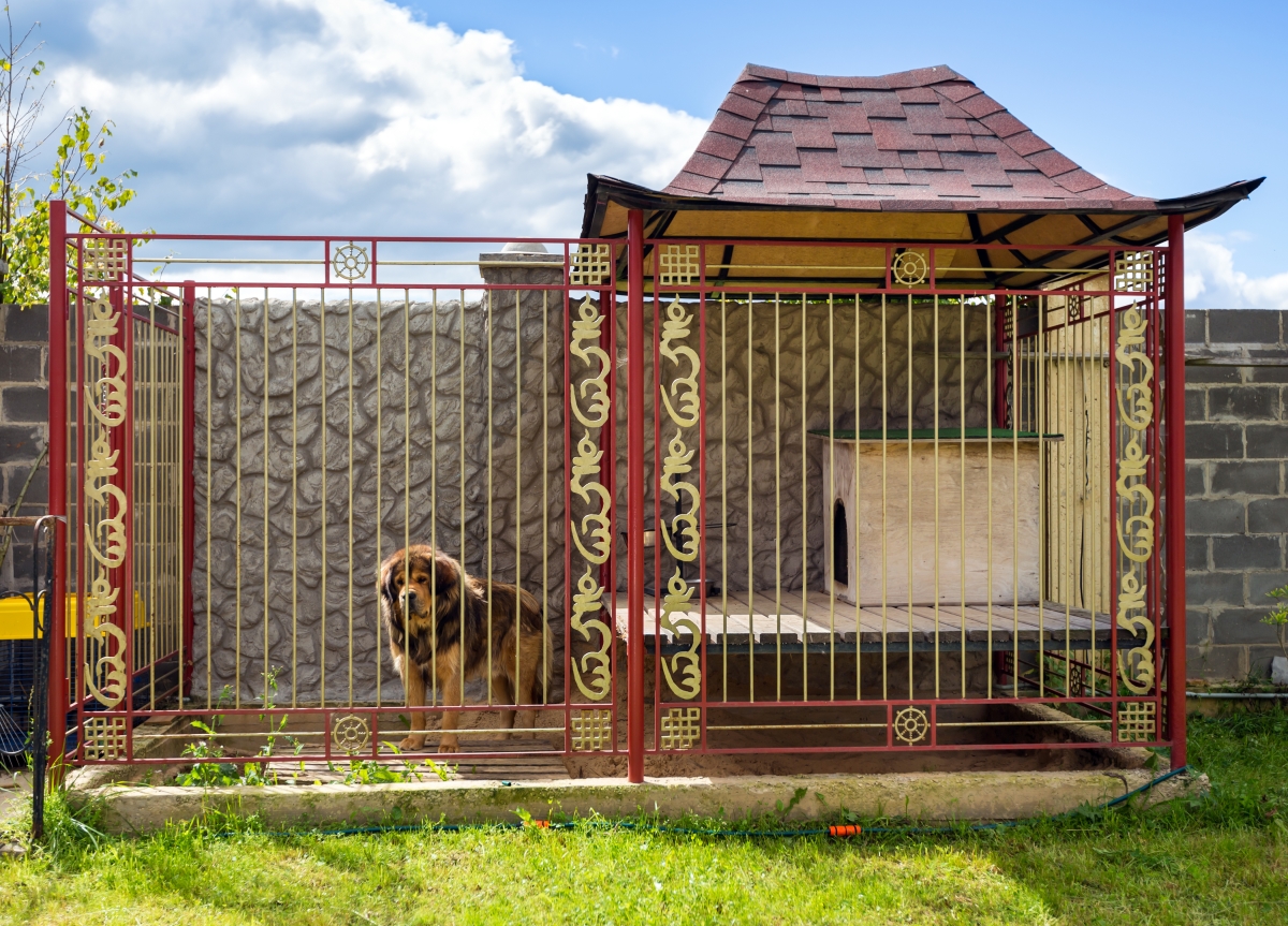 luxury dog boarding kennels