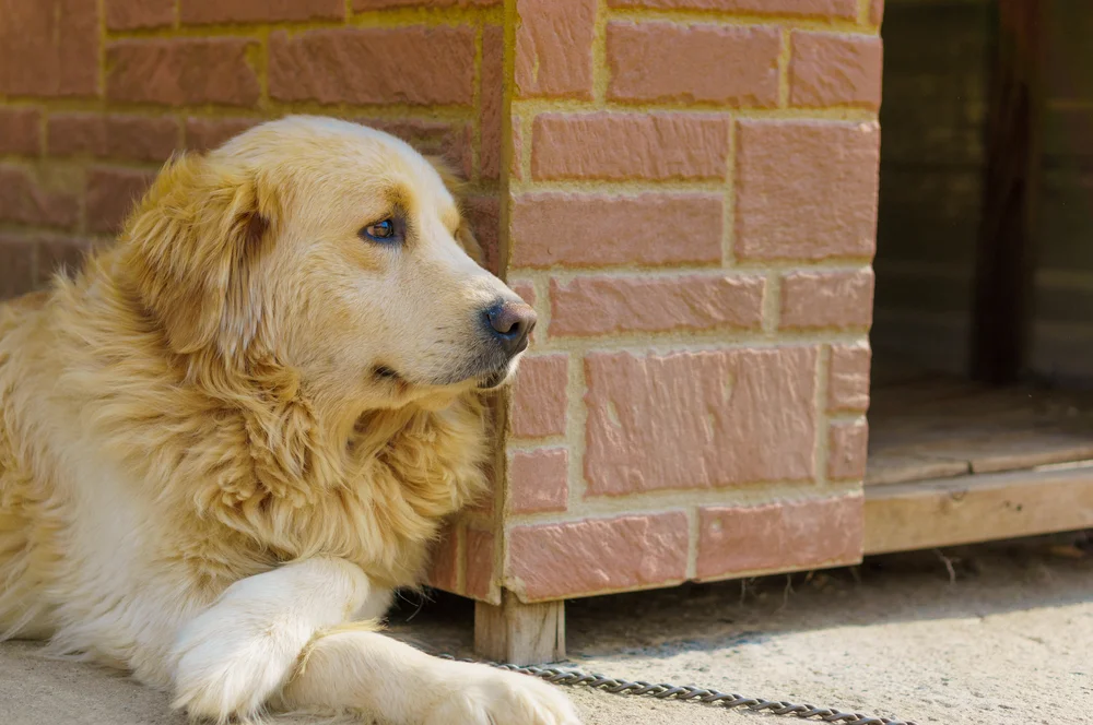 luxury dog kennels.jpg