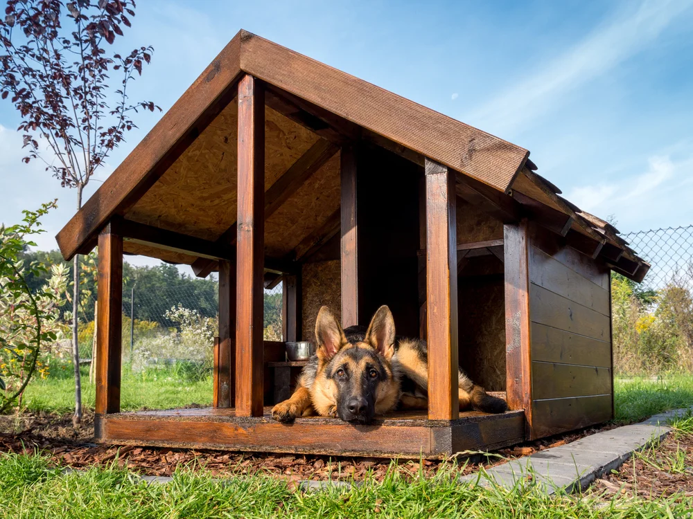 Luxury Dog Kennels