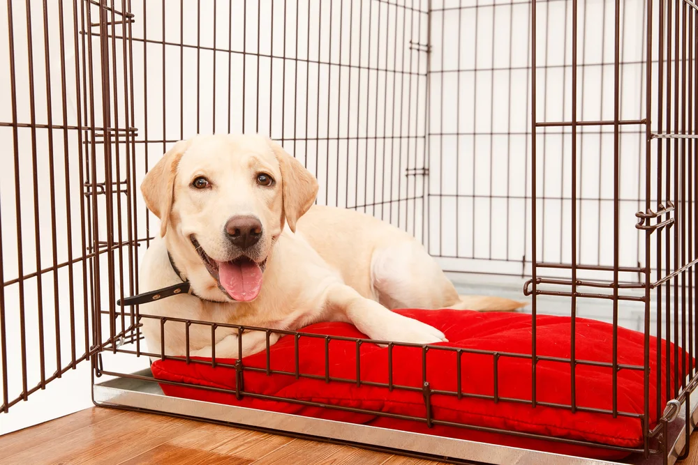 Stylish Dog Crates
