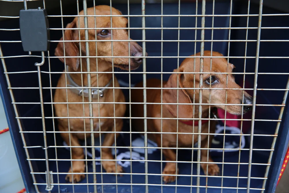dachshund in crate