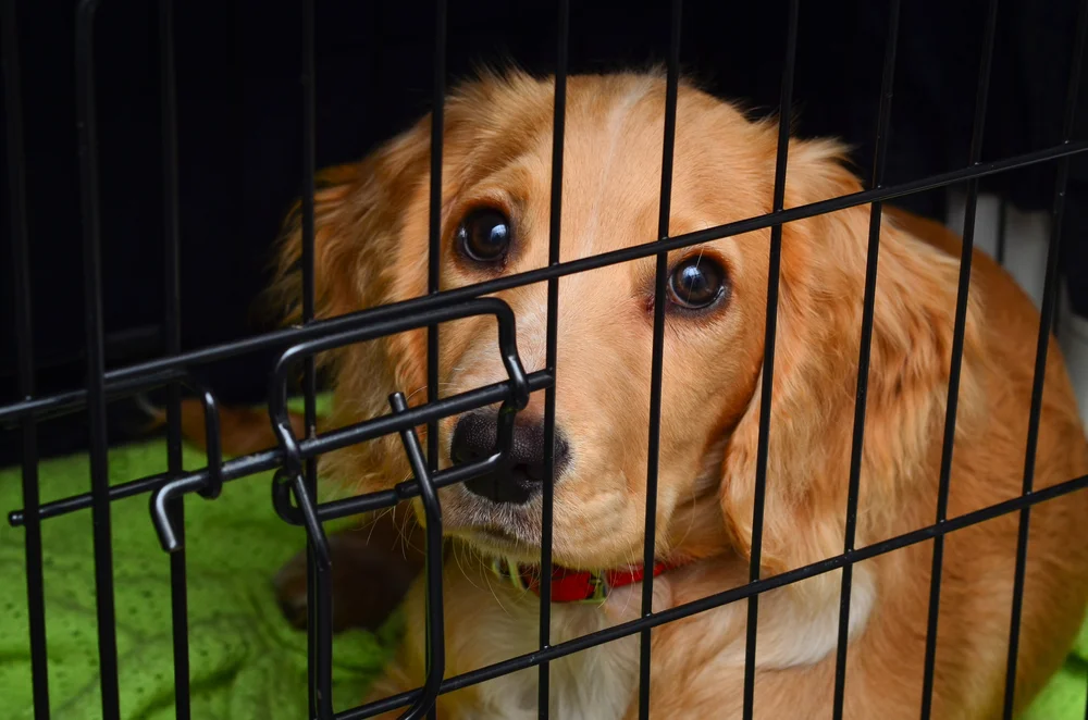 dog crate