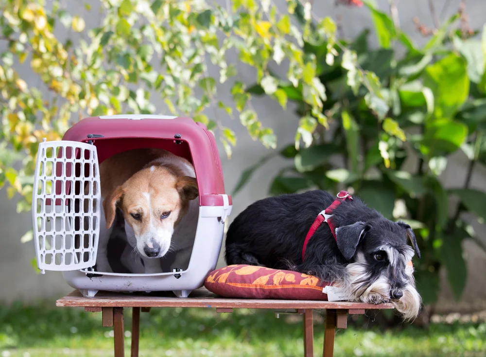 Stylish Dog Crates.jpg