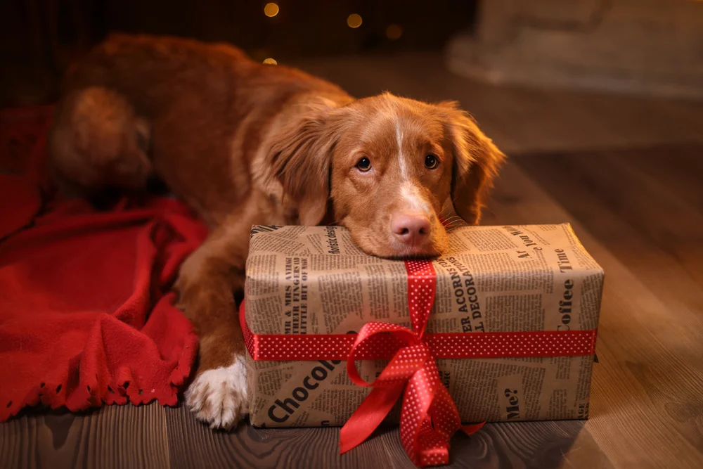 A Dog with a gift holding
