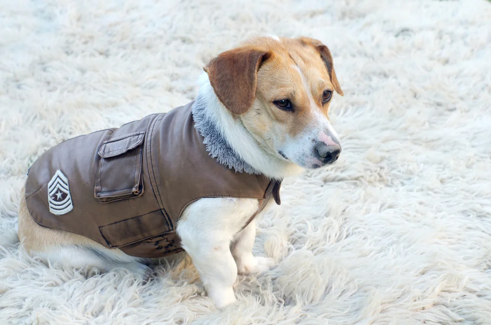 A Puppy Wearing A Jacket