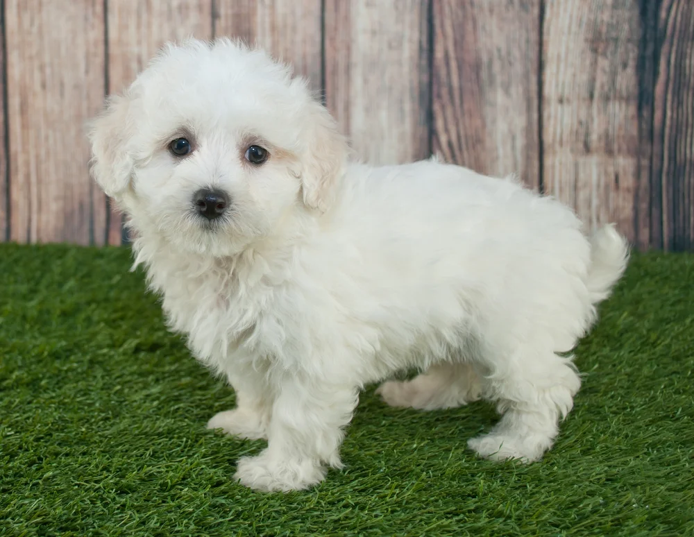 maltipoo pictures