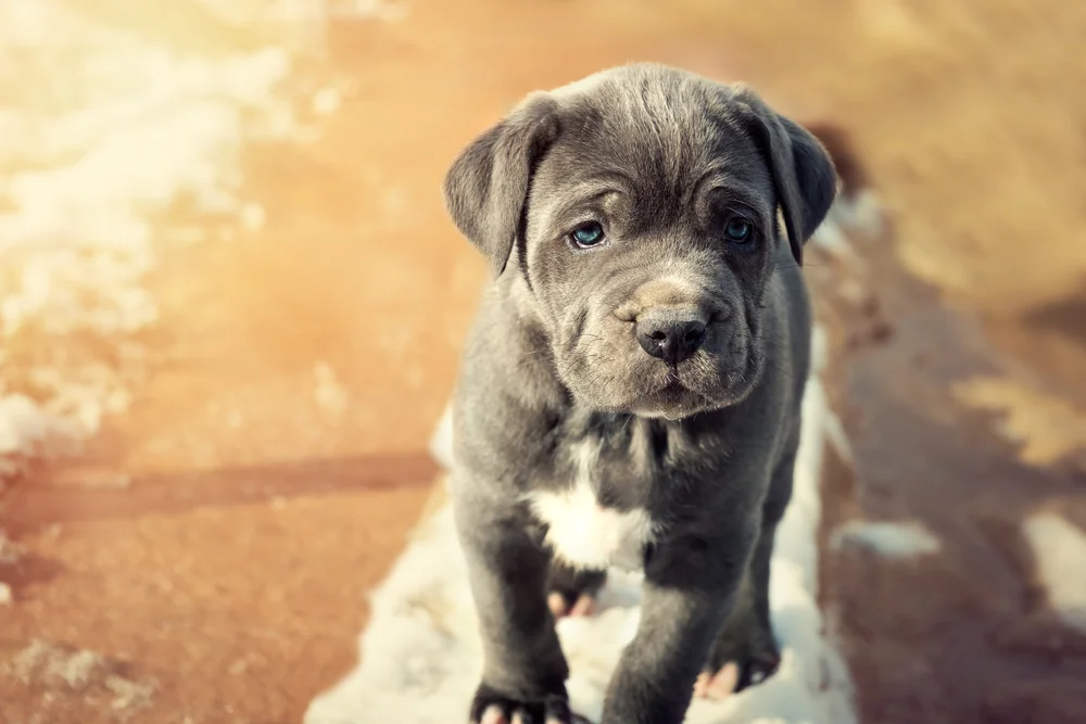 Neapolitan Mastiff