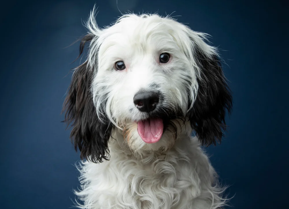 Cockapoo