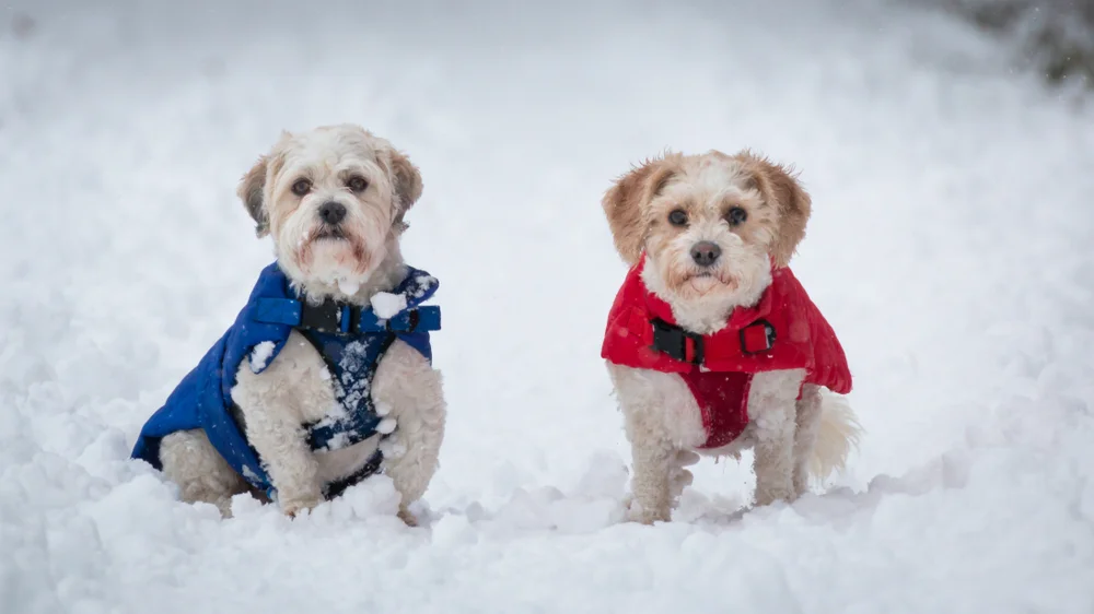 Zuchon Puppies