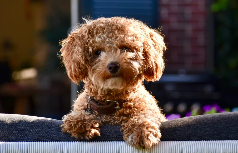 Poochon Puppy