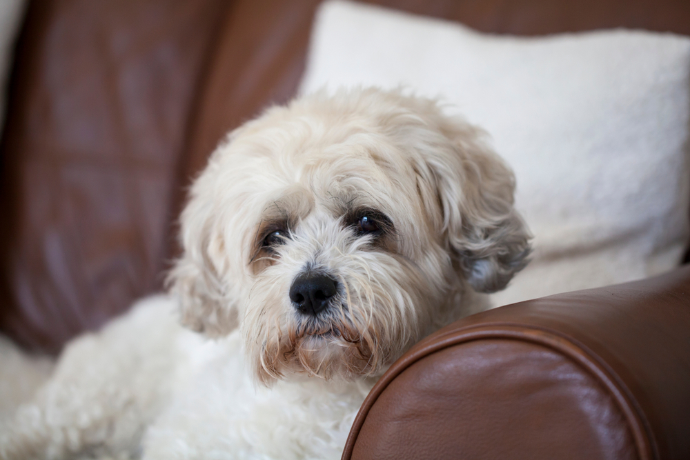 shichon adults