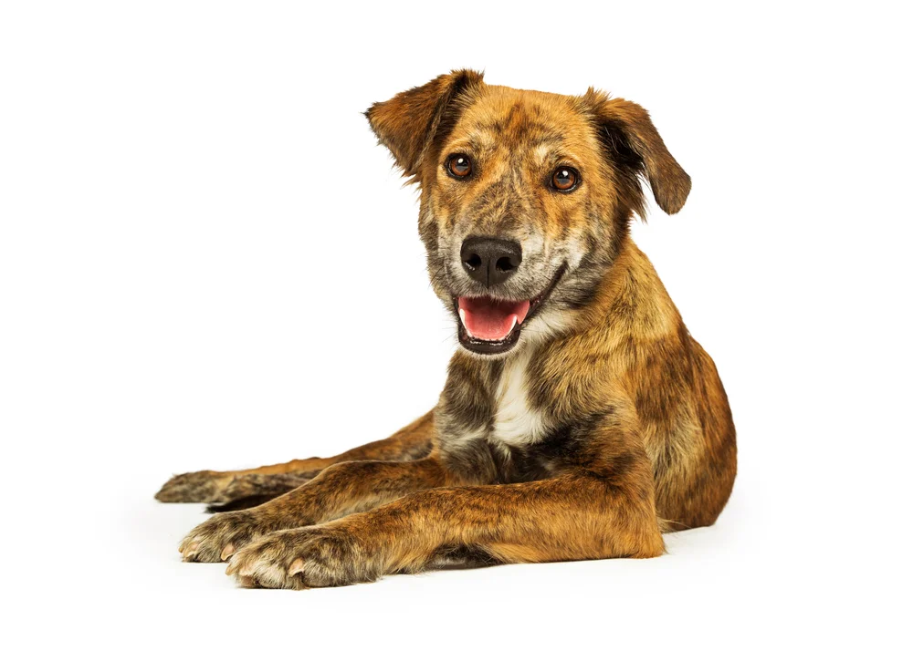 Plott Hound Dog