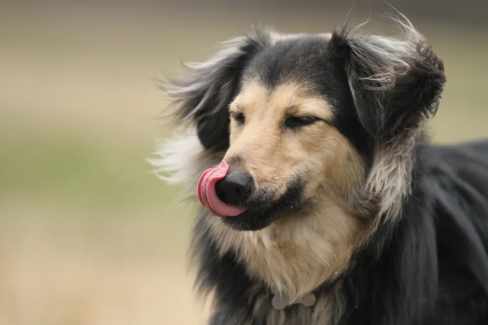 A dog licking his nose