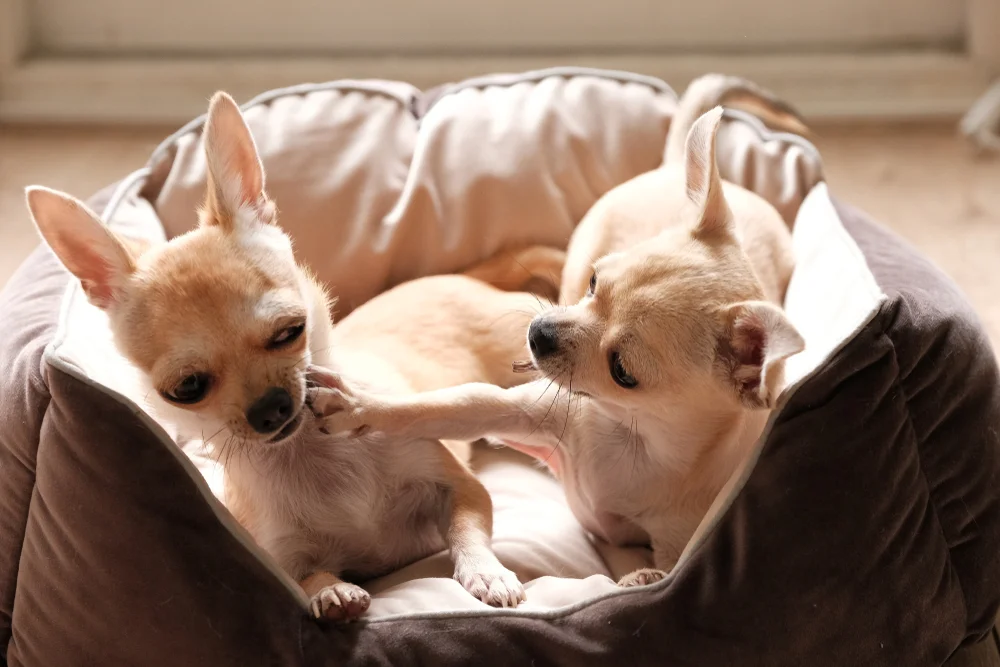 Two aggressive chihuahua dog