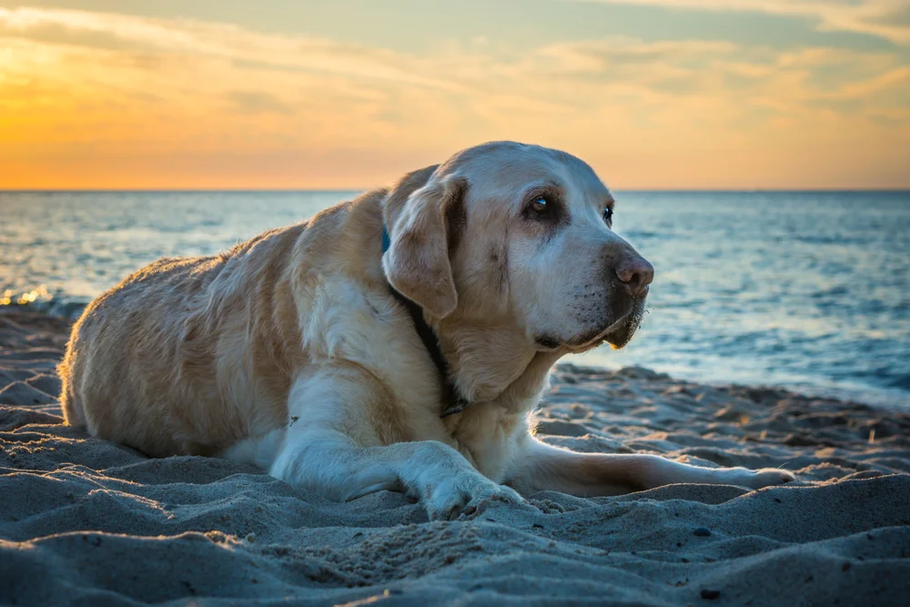 Old Labrador lying on sand