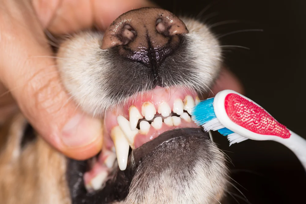 Try to brushed teeth of the dog