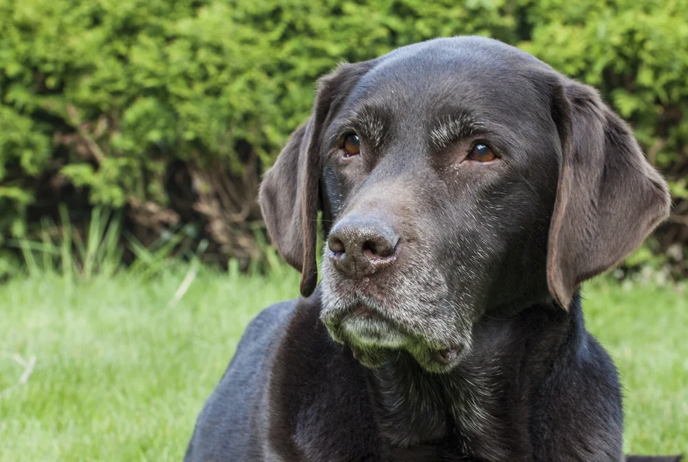 An  old aged dog