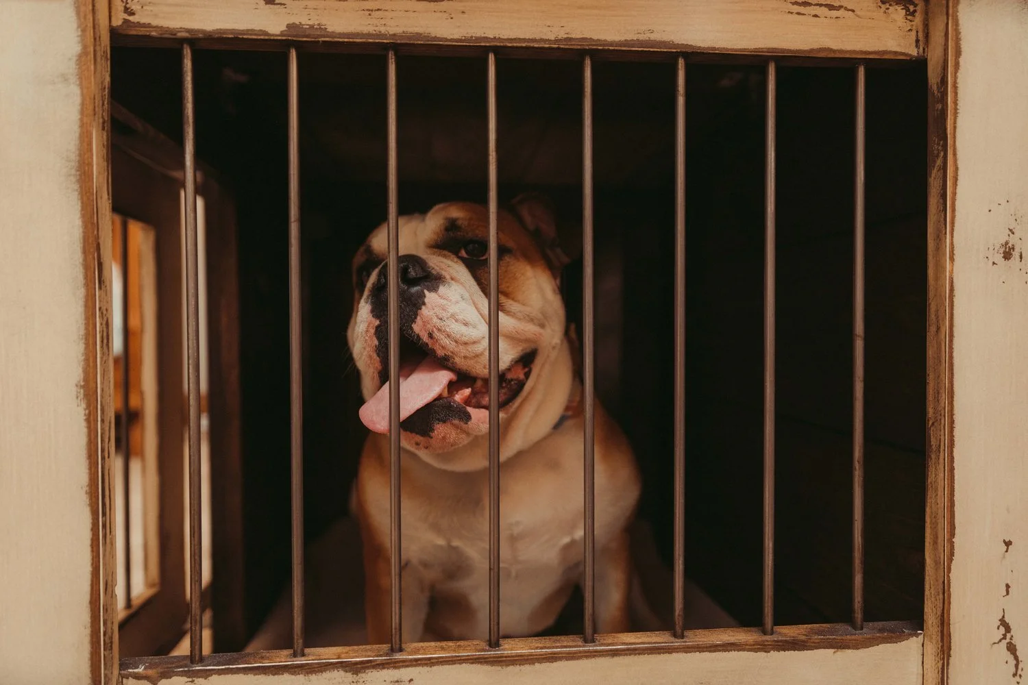 Kennel&Crate-HighFiveMedia-7Q6A4689.jpg