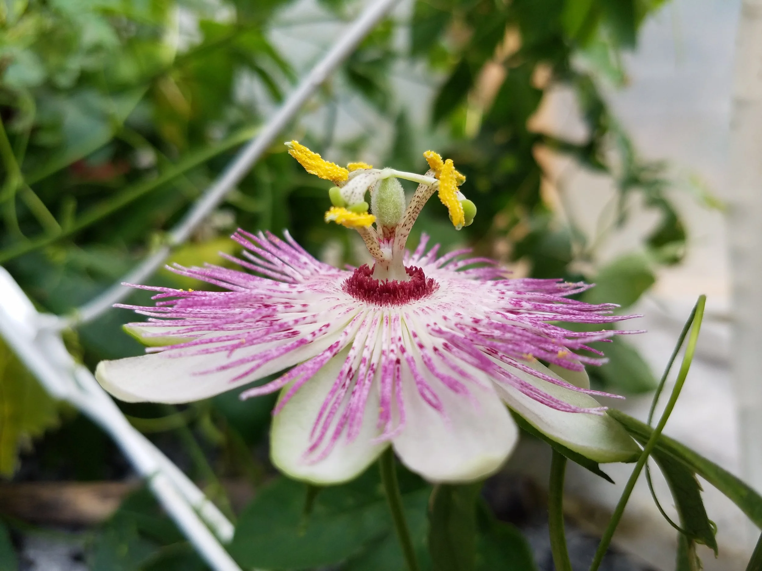 Passion Flower