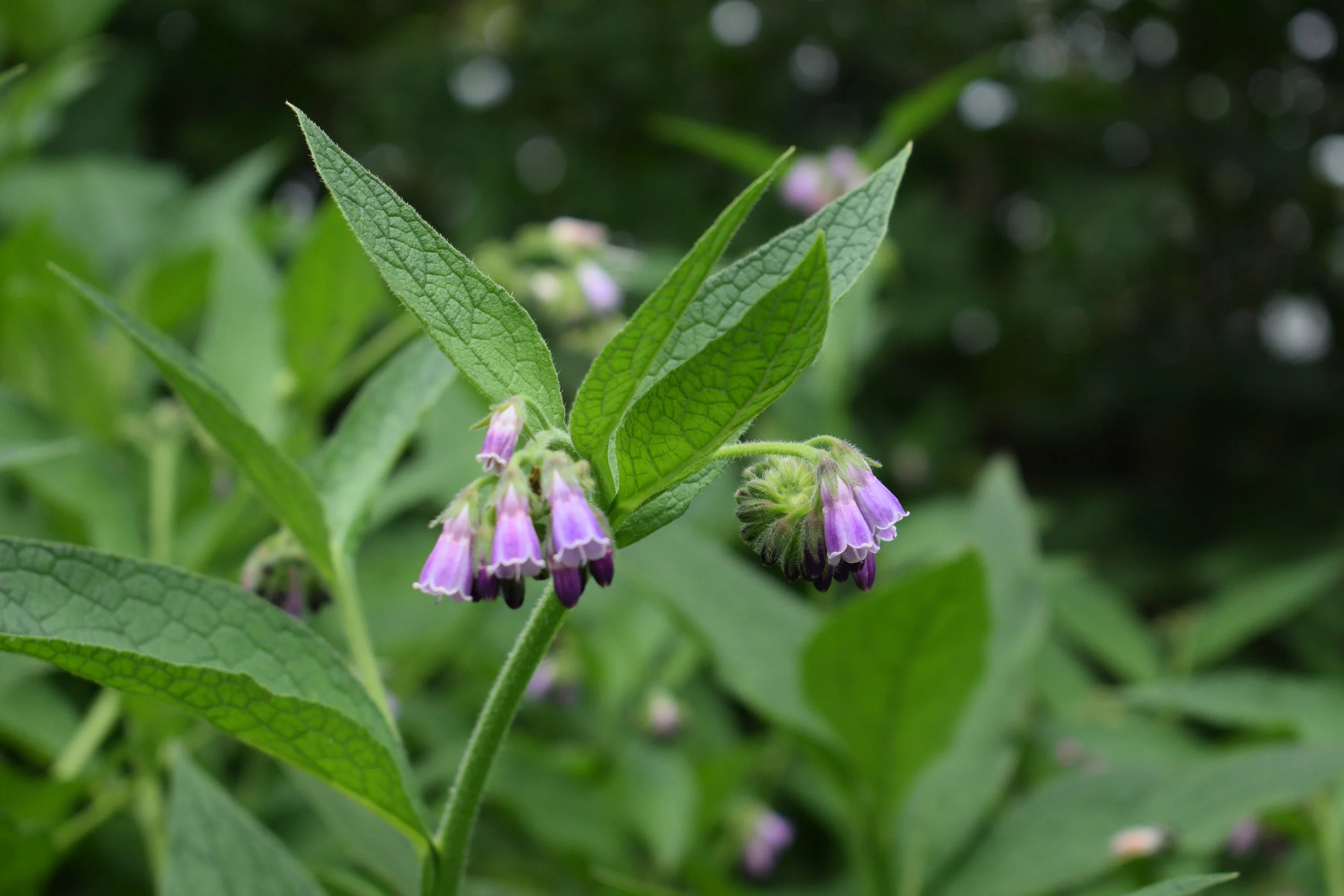 Comfrey