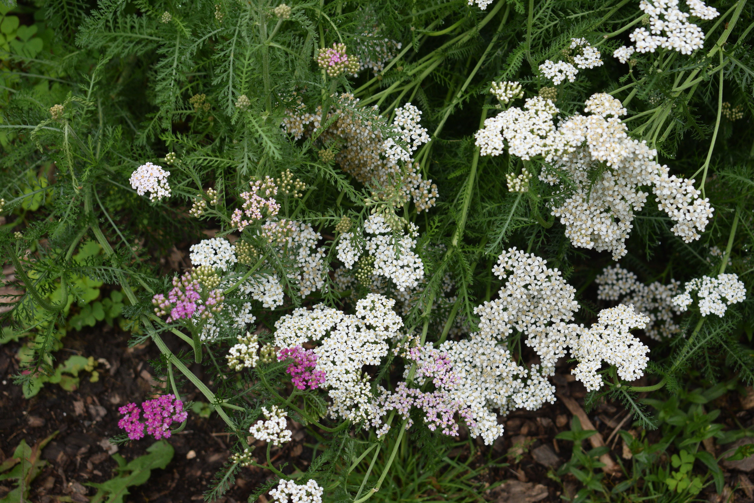 Yarrow