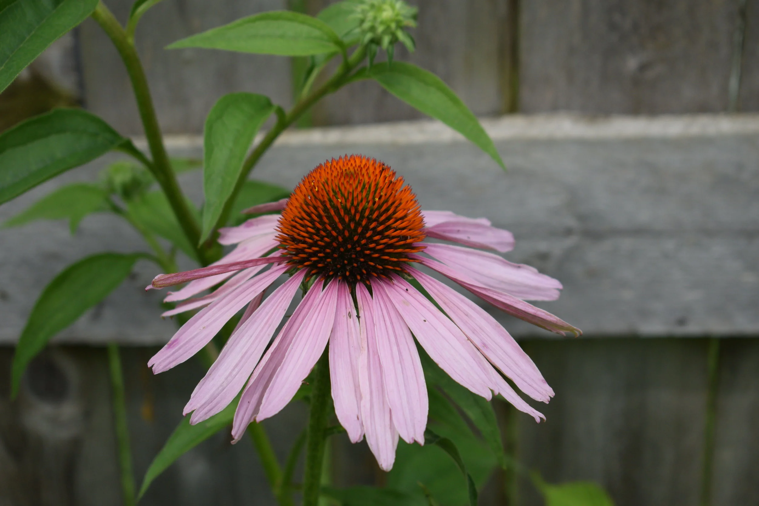 Echinacea