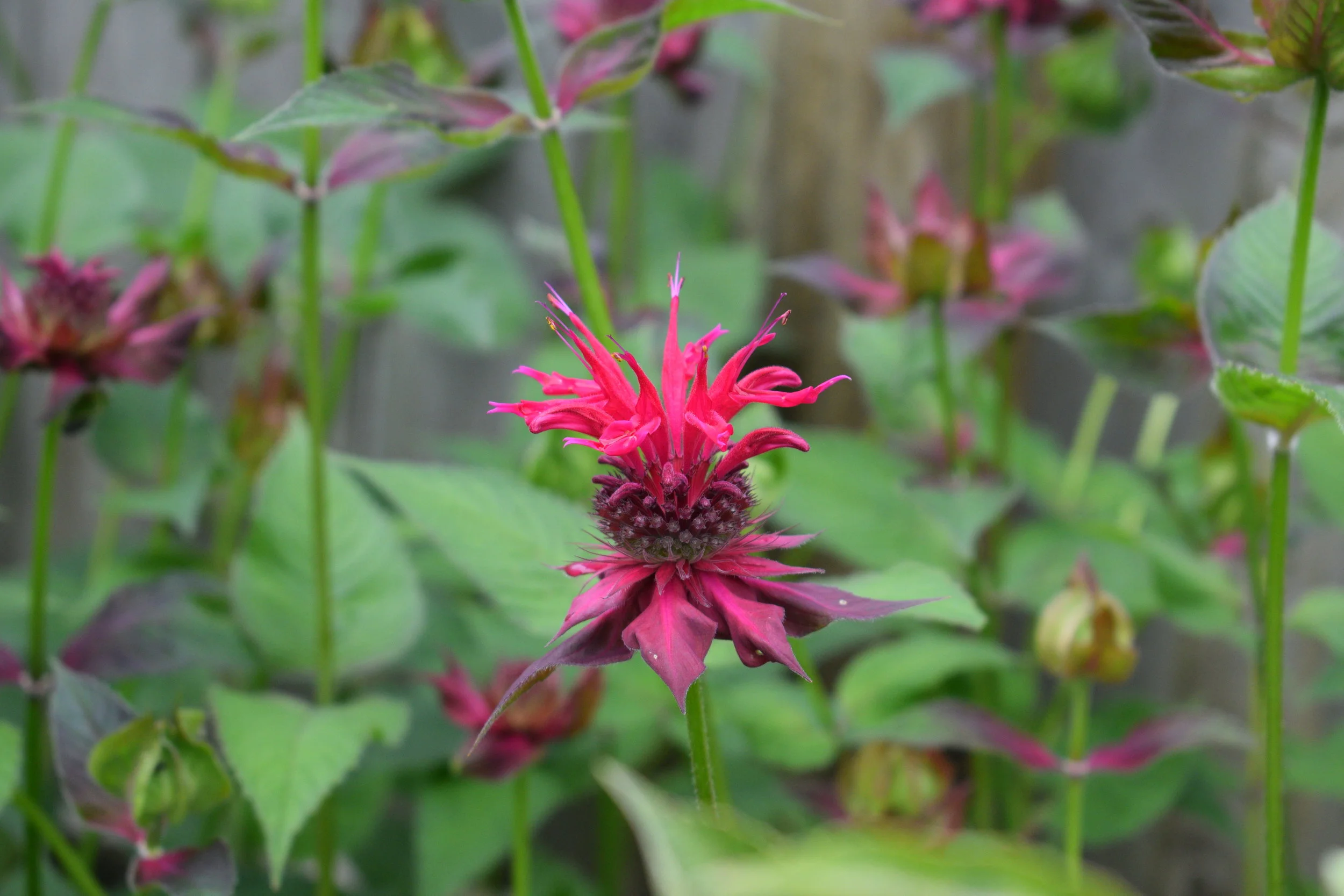Beebalm