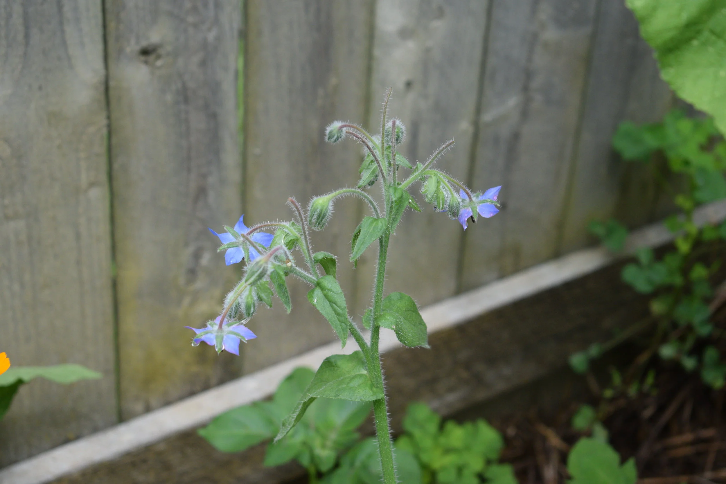 Borage