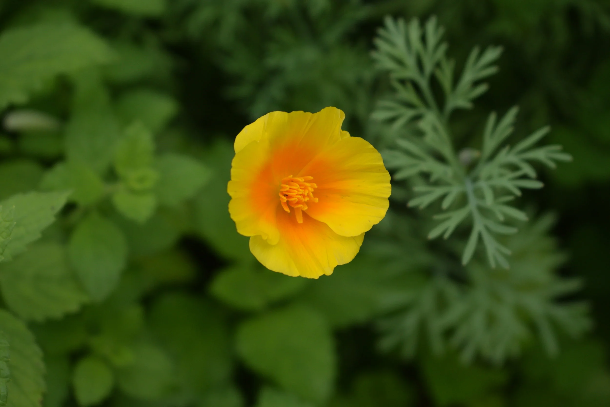 California Poppy