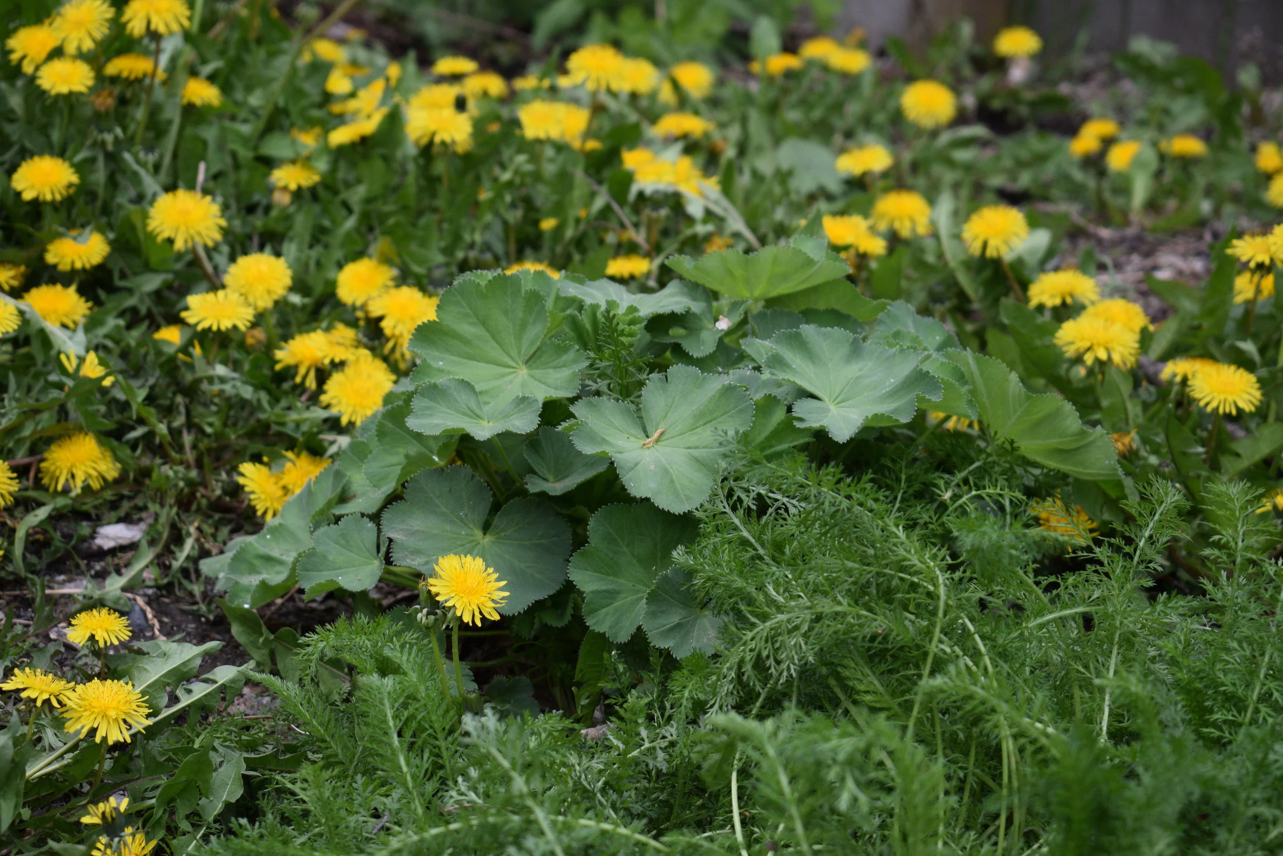 Ladys Mantle and Dandelion