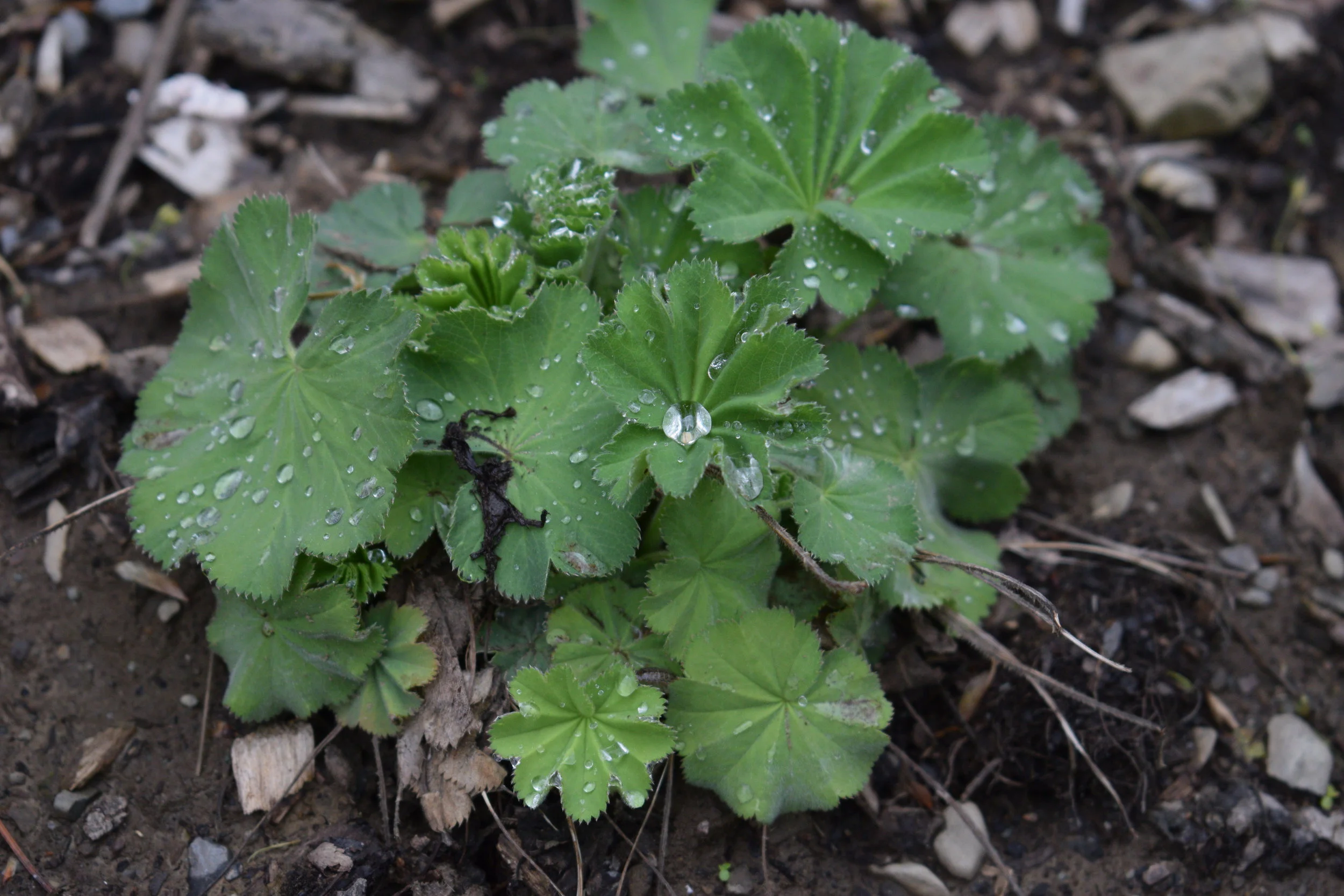 Lady's Mantle