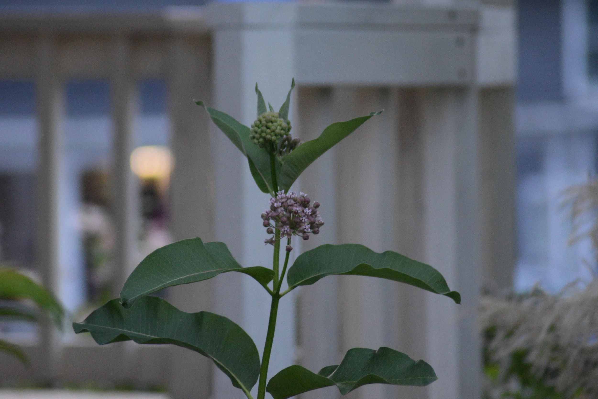 Milkweed