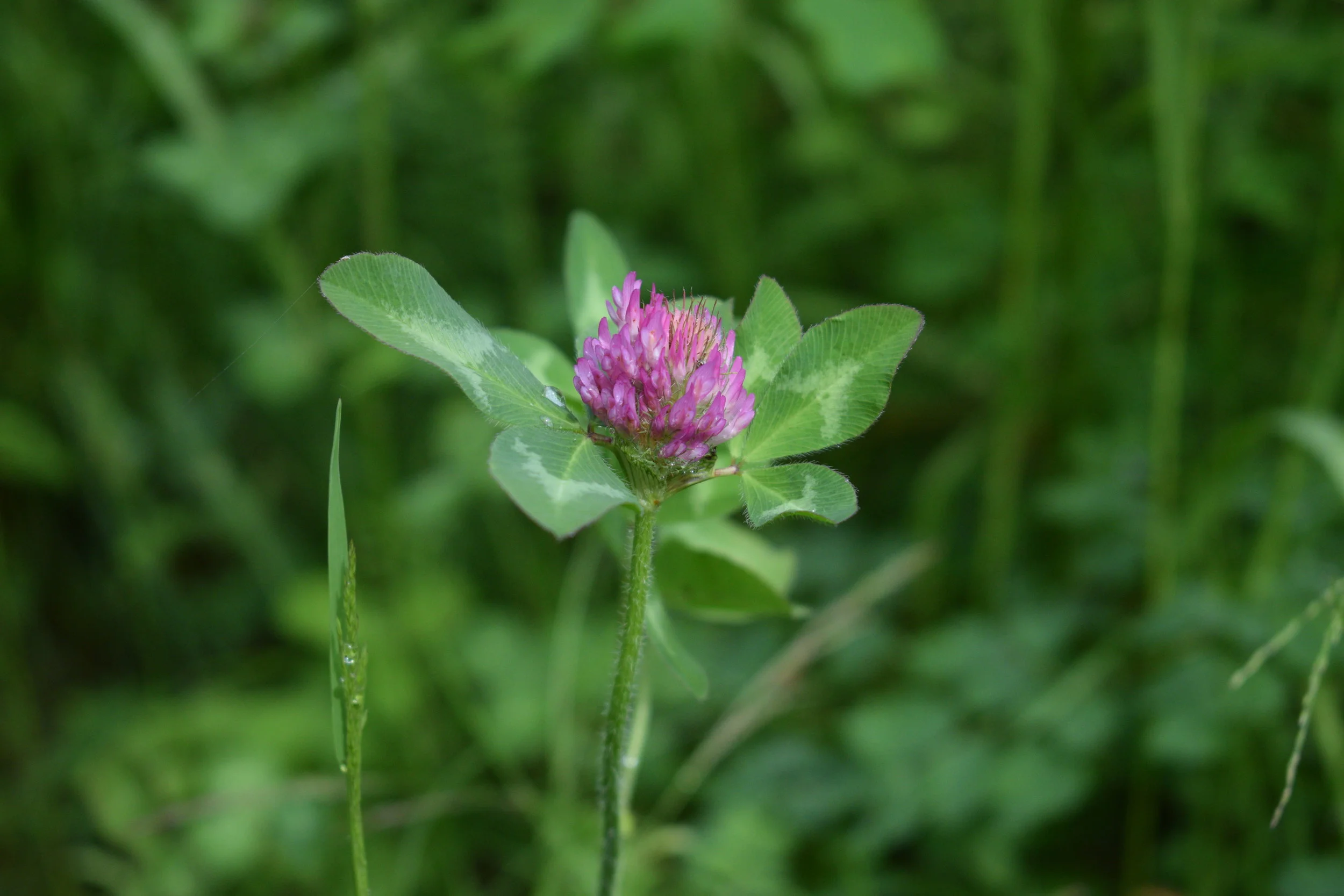 Red Clover