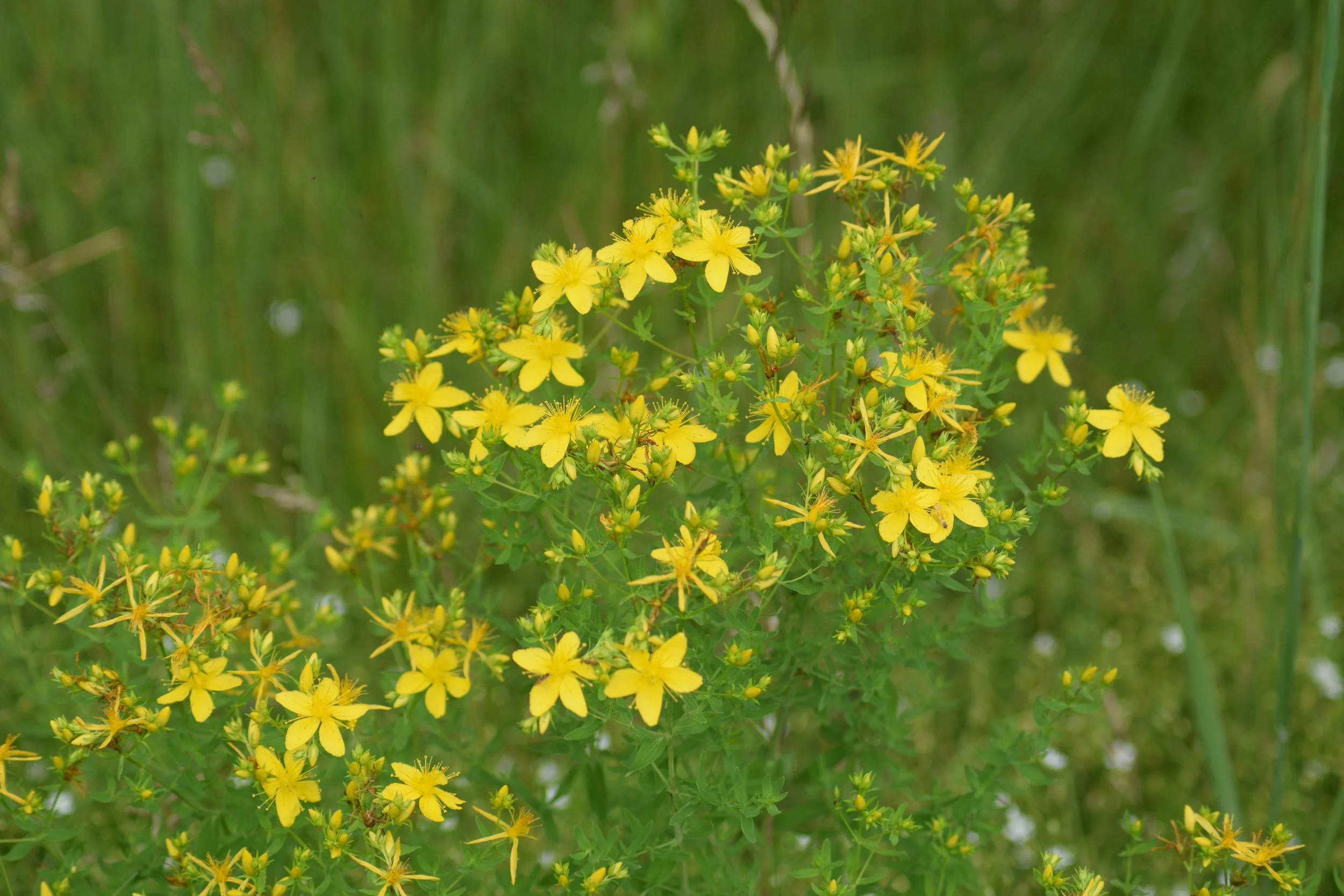 St. John's Wort