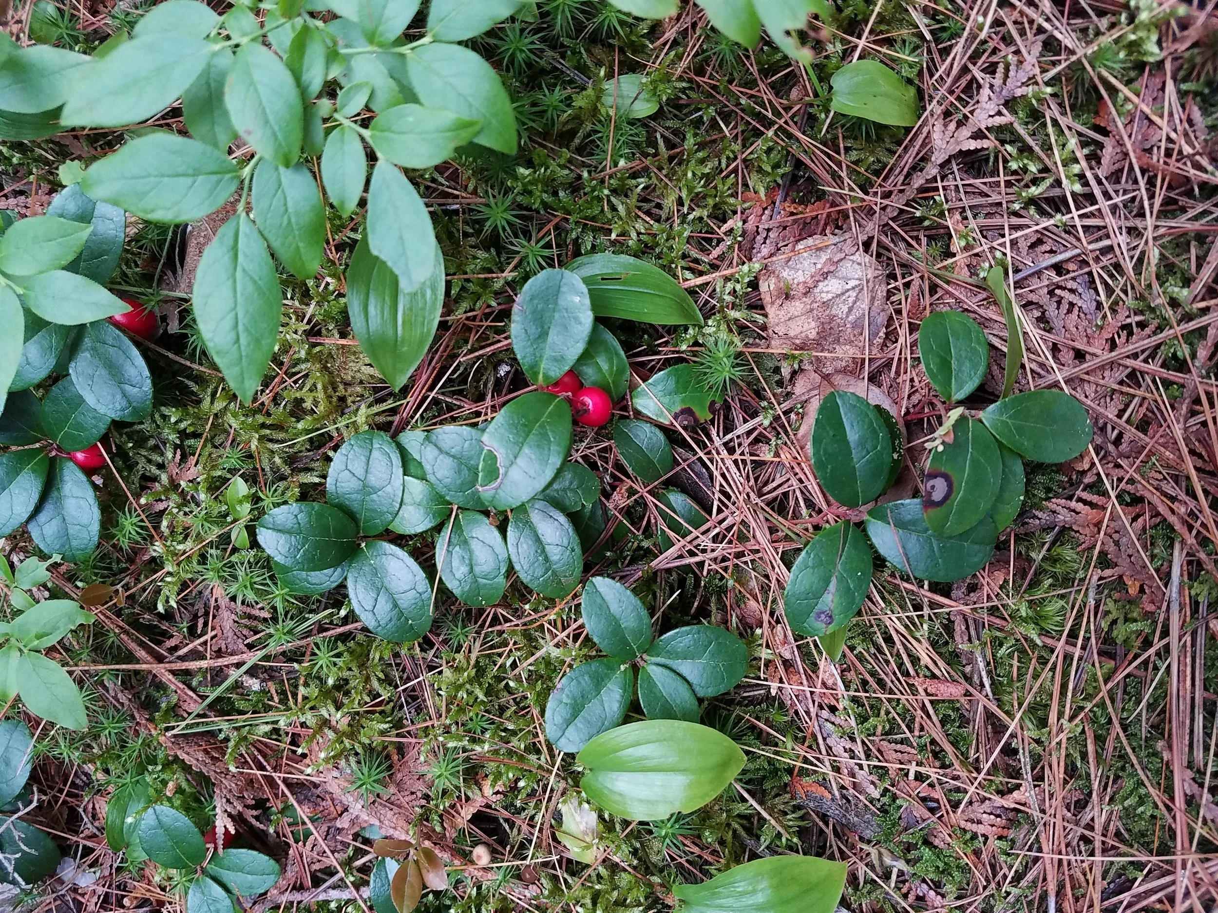 Wintergreen