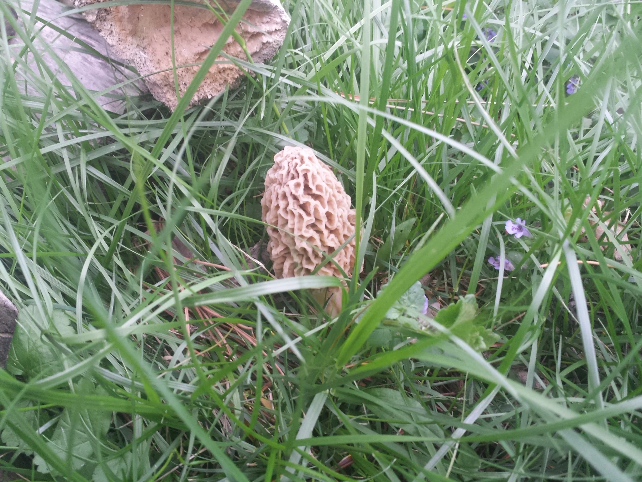 Morel