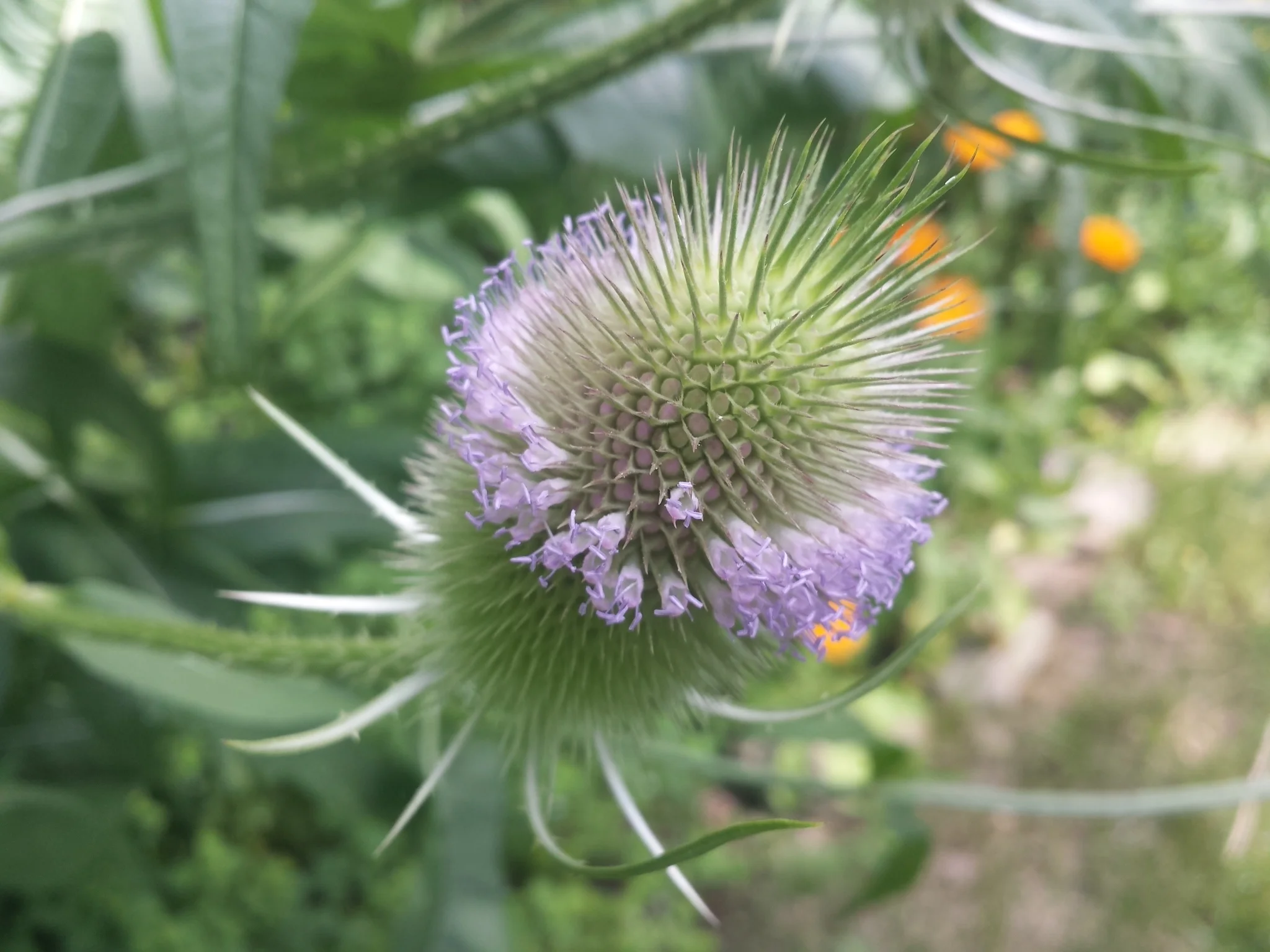 Teasel