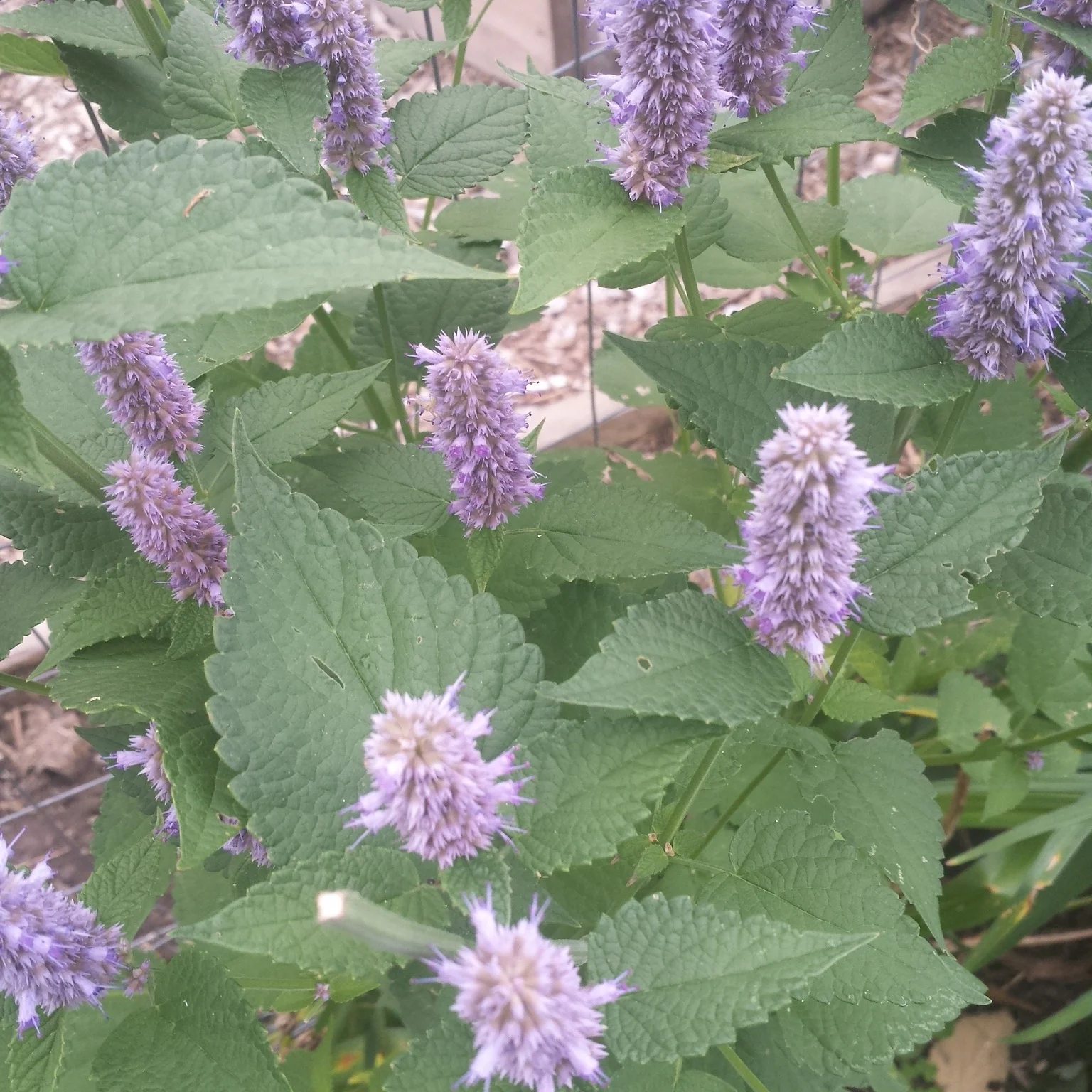 Anise-Hyssop
