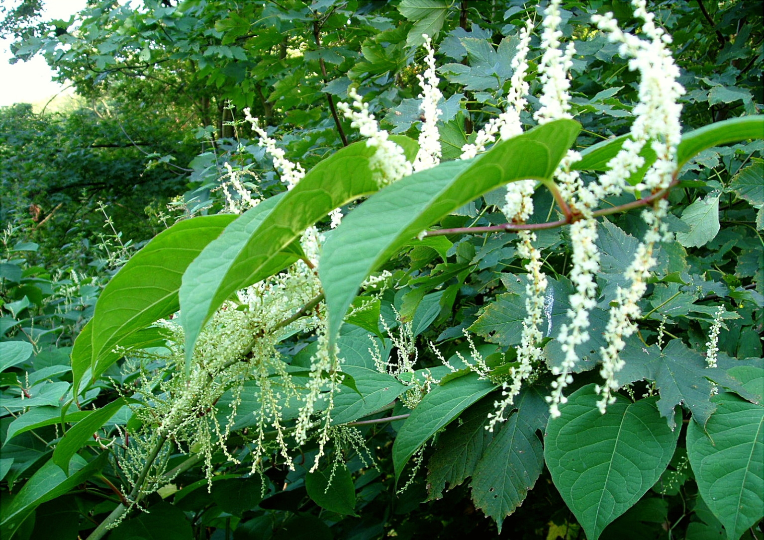 japaneseknotweed.jpg