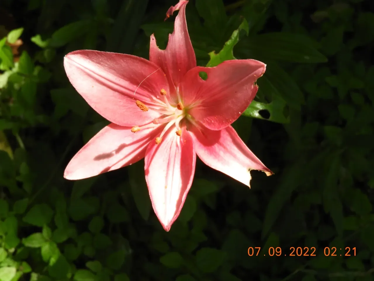 9th annual Lily festival Schoharie NY
