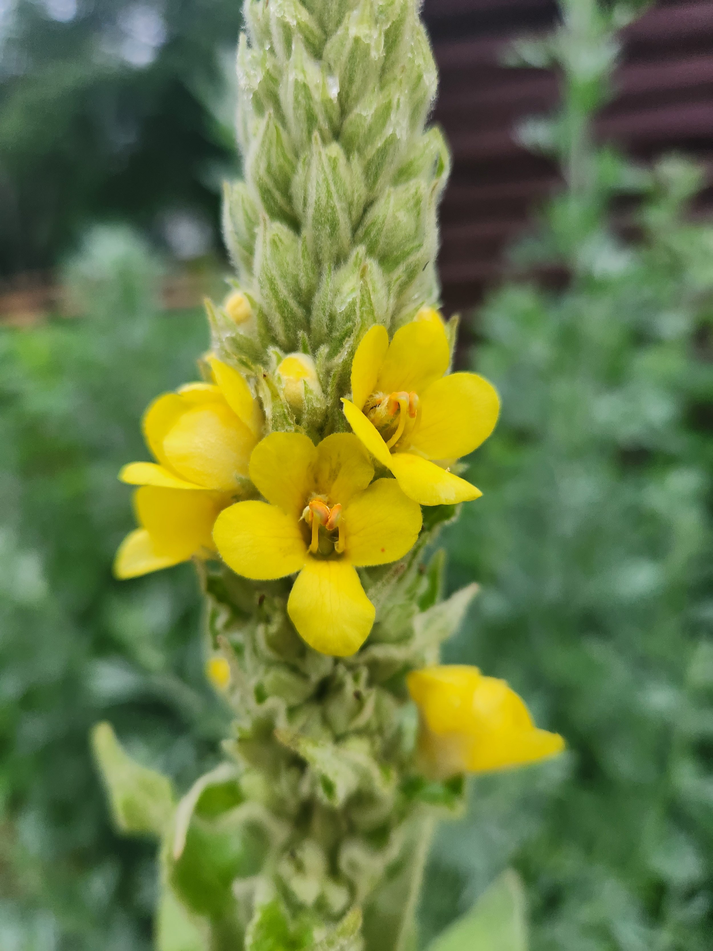 mulleinflowers.jpg