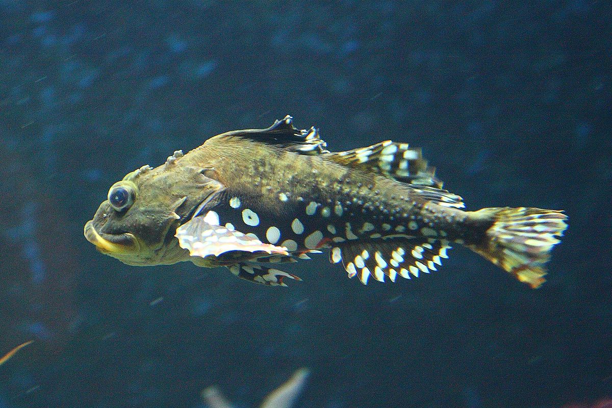 SHORTHORN-SCULPIN.jpg